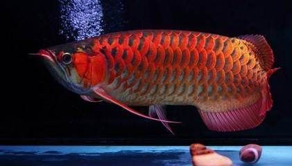 金龍魚為何這么貴啊，金龍魚市場價格波動原因 金龍魚為何這么貴啊，金龍魚市場價格波動原因 龍魚百科 第4張