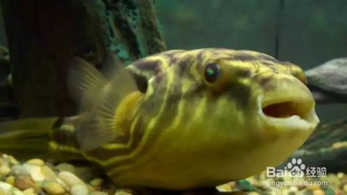 附近哪里有養魚場？尋找優質養魚場的實用指南，附近優質養魚場推薦與實用尋找指南 附近哪里有養魚場？尋找優質養魚場的實用指南，附近優質養魚場推薦與實用尋找指南 龍魚百科 第2張