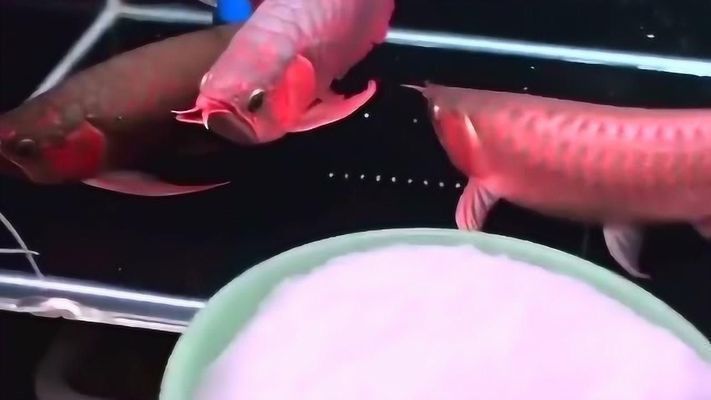 龍魚放鹽有什么作用，龍魚放鹽有什么作用？