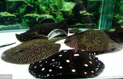 金魚跟龍魚混養好嗎？全面解析混養的利弊與注意事項，金魚與龍魚混養指南，利弊分析及注意事項全解析