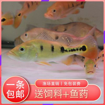 龍魚什么樣算兜嘴：龍魚兜嘴現象是一種常見的體型異常問題