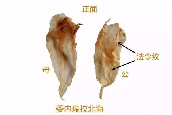 金龍魚膠有分公母嗎，金龍魚膠不在那些被明確區(qū)分公母的魚膠品種列表中 金龍魚膠有分公母嗎，金龍魚膠不在那些被明確區(qū)分公母的魚膠品種列表中 龍魚百科 第5張