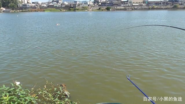 金龍魚魚線孔大怎么回事，金龍魚魚線孔大的原因