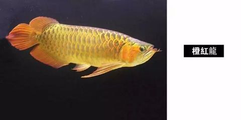 龍魚鑒別特征是什么，龍魚品相如何鑒別