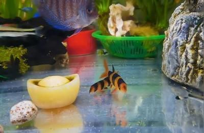雷龍魚會餓死嗎，雷龍魚具備驚人的耐饑餓能力體現(xiàn)在以下幾個方面