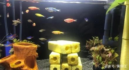 雷龍魚會餓死嗎，雷龍魚具備驚人的耐饑餓能力體現(xiàn)在以下幾個方面