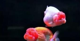 上供的魚需要開膛嗎？傳統祭祀習俗中的講究與現代思考，祭祀用魚是否需要開膛？傳統禮俗與現代觀念的探討