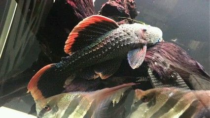 女王大帆混養龍魚（女王大帆混養龍魚的養殖方法）