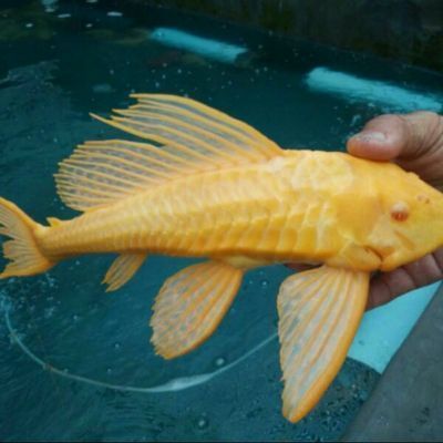 女王大帆混養龍魚（女王大帆混養龍魚的養殖方法）