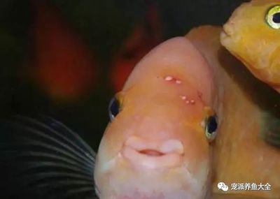 死魚(yú)舊缸消毒方法，徹底清潔與預(yù)防措施，死魚(yú)舊缸徹底消毒清潔與預(yù)防措施指南