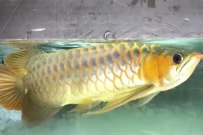 龍魚能不能撐死呢：龍魚吃多了會撐死嗎？