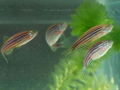 龍魚身上起白點怎么治?龍魚身上有白點是怎么回事兒啊吃什么藥能治好