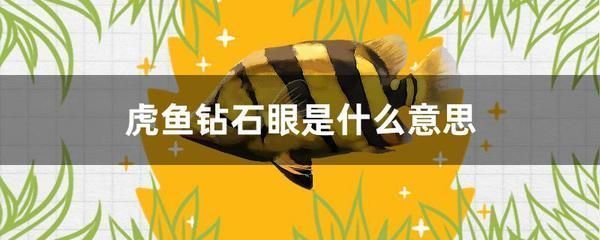 龍魚打架受傷了用什么藥治療，如何判斷龍魚傷口是否感染，龍魚自愈能力的影響因素