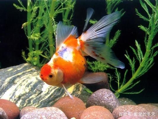 魚能活多少年？探索魚類壽命的奧秘，揭秘魚類壽命，不同魚類的生存年限大公開