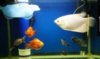 龍魚可以和戰(zhàn)船混養(yǎng)嗎為什么，如何判斷龍魚和戰(zhàn)船魚的性格 龍魚可以和戰(zhàn)船混養(yǎng)嗎為什么，如何判斷龍魚和戰(zhàn)船魚的性格 龍魚百科 第4張