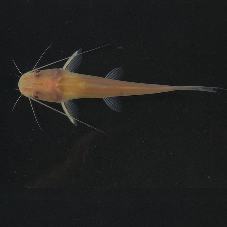 冷水金絲龍魚，冷水金絲龍魚做法