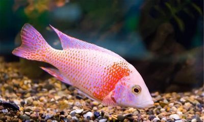 冷水金絲龍魚，冷水金絲龍魚做法
