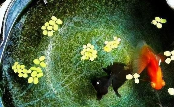 迷你小龍魚吃什么飼料好，迷你小龍魚飼料自制方法