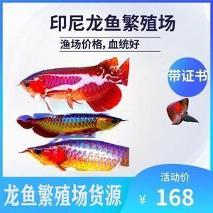 世界第一龍魚排名前十，世界第一龍魚排名前十名