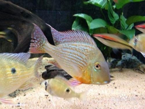 最小的龍魚品種是哪種？如何選擇最適合的迷你龍魚？，揭秘最小龍魚品種及迷你龍魚挑選指南