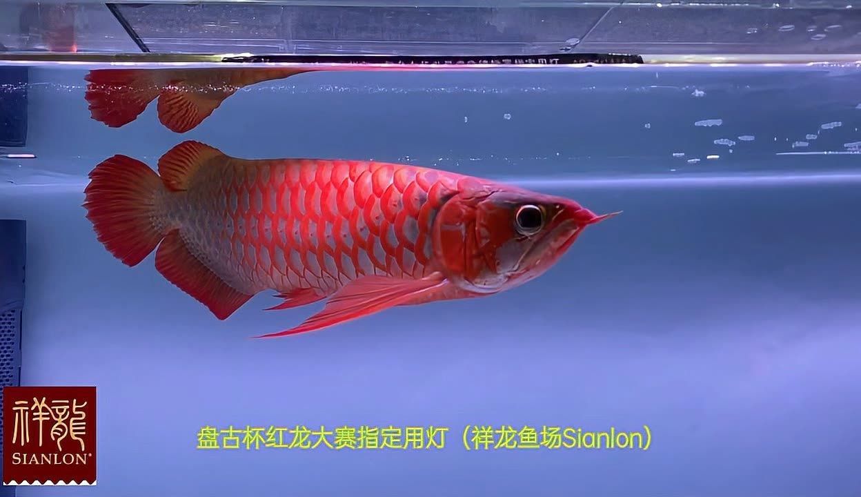 龍魚冠軍有什么好處，龍魚冠軍對養殖業的影響