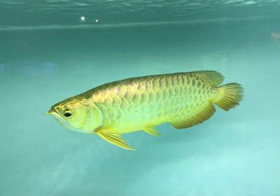 龍魚鱗片黑點是否會傳染給其他魚？，龍魚鱗片黑點會傳染給其他魚的問題