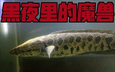 雷龍魚和烏魚區(qū)別，雷龍魚與烏魚市場價格對比