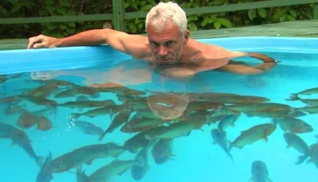 龍魚大戰食人魚