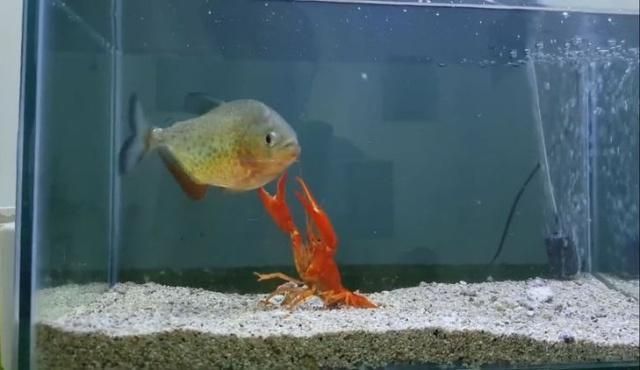 龍魚大戰(zhàn)食人魚 龍魚大戰(zhàn)食人魚 龍魚百科 第4張