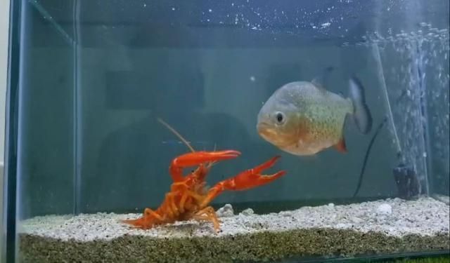 龍魚大戰(zhàn)食人魚 龍魚大戰(zhàn)食人魚 龍魚百科 第6張