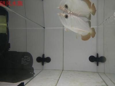 夢幻易購龍魚商城在哪找啊，夢幻易購龍魚商城并不是一個特定的實體市場而是一個虛擬的購物平臺