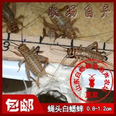夢幻易購龍魚商城在哪找啊，夢幻易購龍魚商城并不是一個特定的實體市場而是一個虛擬的購物平臺