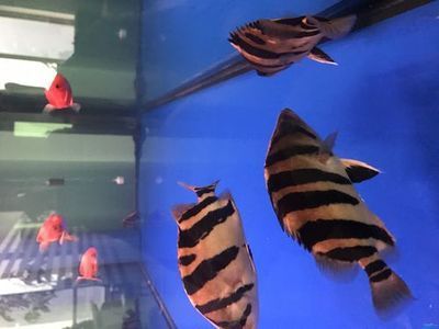龍魚搭配什么清潔魚，龍魚搭配清潔魚是魚缸維護中的一個重要環節