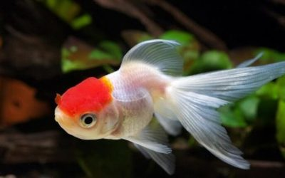 魚昵稱好聽又有內涵，賦予水中精靈獨特魅力的名字藝術，靈韻悠游，賦予水中精靈獨特魅力的內涵魚名藝術