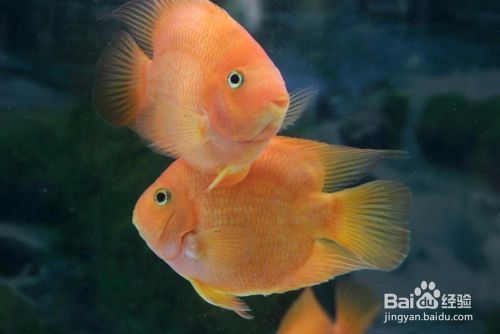 玉器龍魚寓意什么意思和象征意義圖片：玉器龍魚，寓意與象征意義的深邃探尋