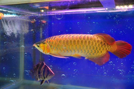 金龍魚藍色多少錢一條，藍色金龍魚的價格