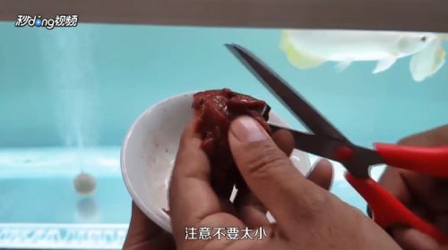 龍魚怎么養殖，養殖龍魚的基本步驟和注意事項，龍魚養殖的基本步驟和注意事項