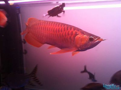 龍魚青龍最高是多少星，王者榮耀最強王者排名“龍魚青龍”最高是多少星