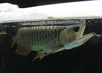 龍魚青龍最高是多少星，王者榮耀最強王者排名“龍魚青龍”最高是多少星