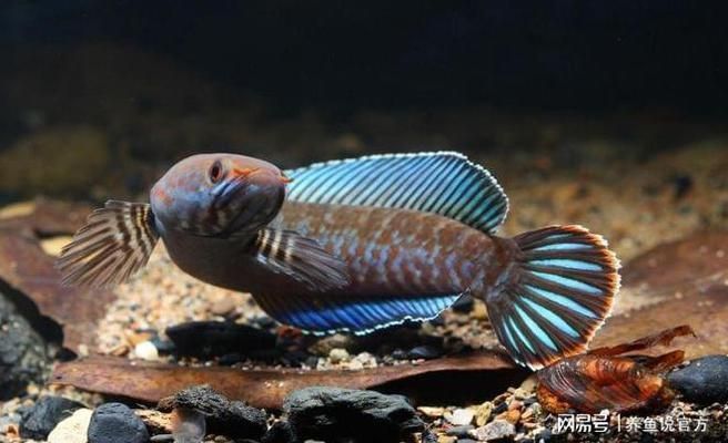哪種雷龍魚最好養,雷龍魚品種選擇最適合自己的雷龍魚品種,雷龍魚品種選擇 龍魚百科 第5張 哪種雷龍魚最好養,雷龍魚品種選擇最適合自己的雷龍魚品種,雷龍魚品種選擇 哪種雷龍魚最好養,雷龍魚品種選擇最適合自己的雷龍魚品種,雷龍魚品種選擇 龍魚百科 第5張