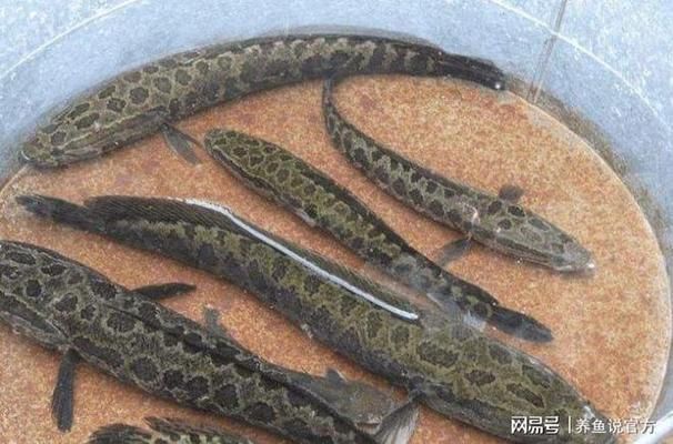 哪種雷龍魚最好養,雷龍魚品種選擇最適合自己的雷龍魚品種,雷龍魚品種選擇 龍魚百科 第6張 哪種雷龍魚最好養,雷龍魚品種選擇最適合自己的雷龍魚品種,雷龍魚品種選擇 哪種雷龍魚最好養,雷龍魚品種選擇最適合自己的雷龍魚品種,雷龍魚品種選擇 龍魚百科 第6張