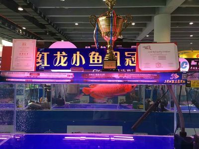 龍魚錦標賽冠軍名單，2024年龍魚錦標賽冠軍信息鑒賞指南2024冠軍信息
