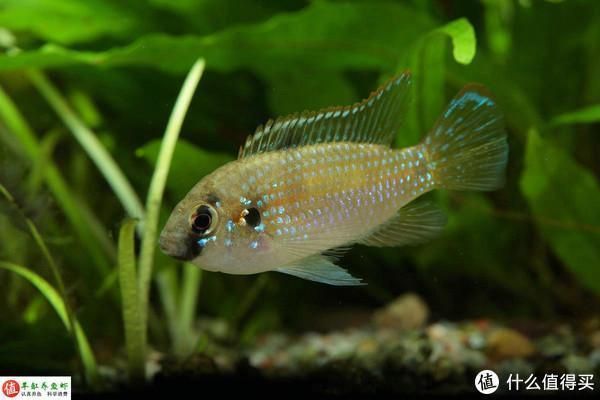 龍魚維他命有用嗎，維他命，即維生素，對龍魚的健康和生長具有重要作用