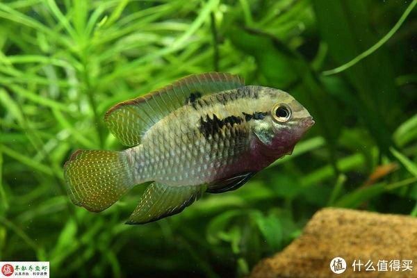 龍魚維他命有用嗎，維他命，即維生素，對龍魚的健康和生長具有重要作用