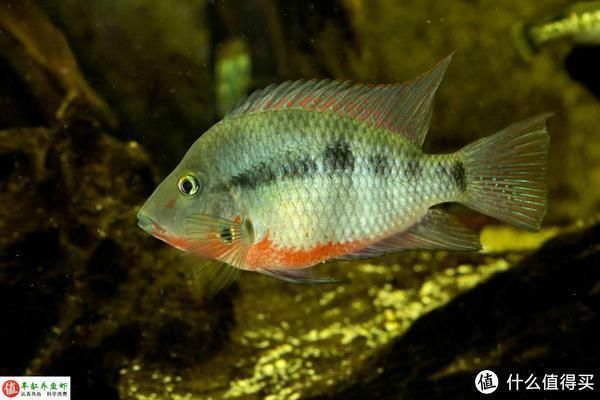 龍魚維他命有用嗎，維他命，即維生素，對龍魚的健康和生長具有重要作用
