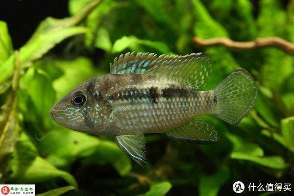 龍魚維他命有用嗎，維他命，即維生素，對龍魚的健康和生長具有重要作用