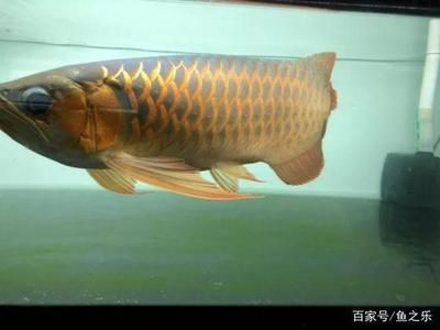 龍魚寬身，寬身龍魚的日常護理