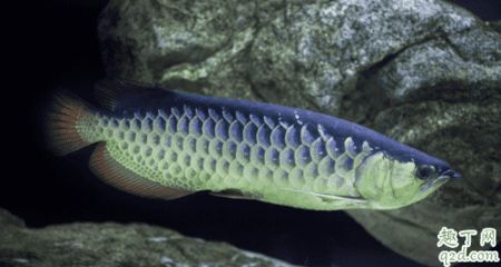 龍魚寬身，寬身龍魚的日常護理