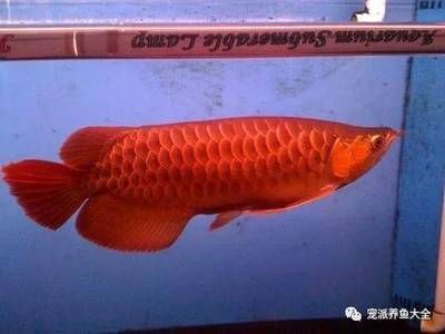 龍魚老頭魚的辨別方法，如何辨別龍魚是否為老頭魚