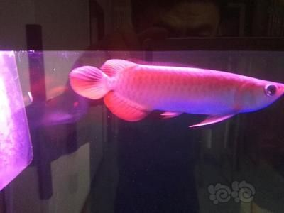龍魚老頭魚的辨別方法，如何辨別龍魚是否為老頭魚
